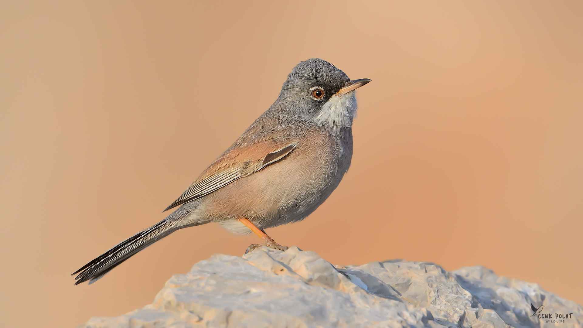 Spectacled Warbler